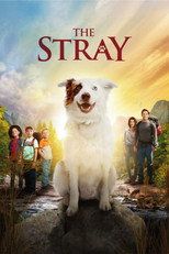 The Stray Cały Film (2017) - Vider