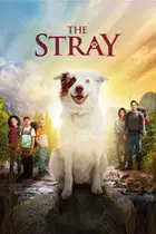 The Stray Cały Film (2017) - Vider