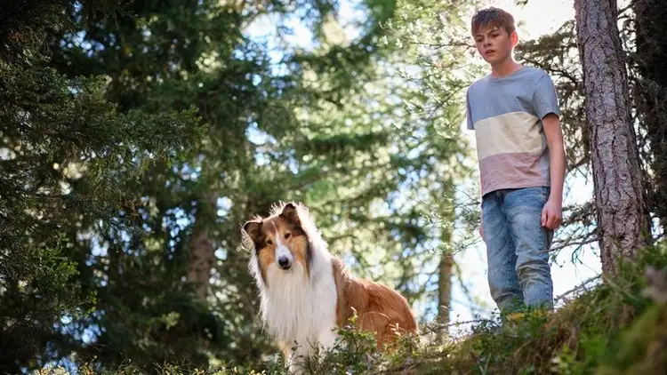 Lassie. Nowe przygody Cały Film (2023) - Vider